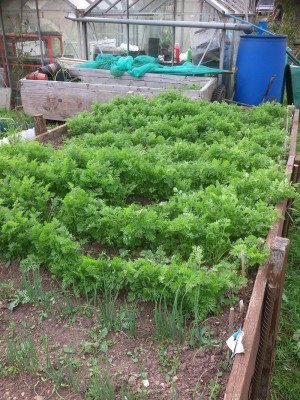 the carrot bed 2 feet off of the ground to keep the carrot fly off also onions to mask the smell