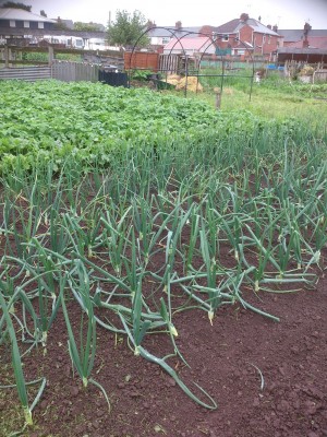 onions and potatoes