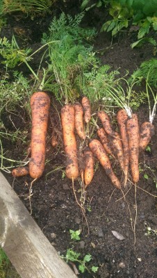 todays carrots
