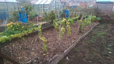 mini vineyard