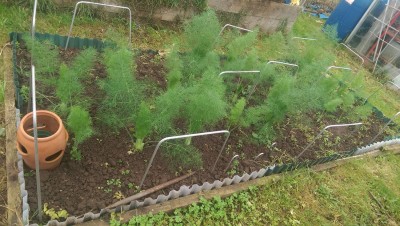 fennel bed