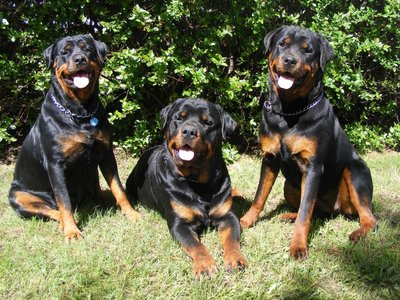5316113-rottweiler-dog-wallpapers.jpg