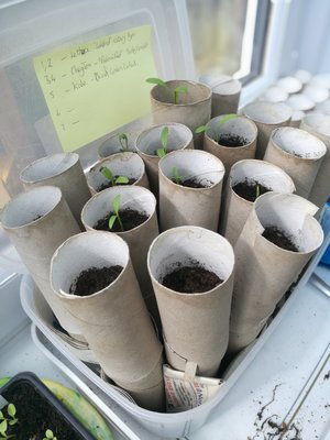 Parsnips