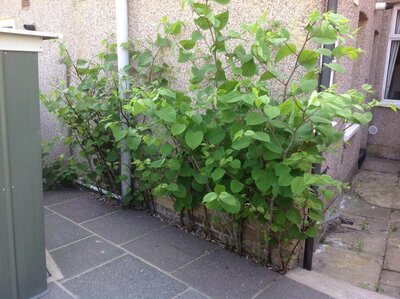knotweed-6.jpg