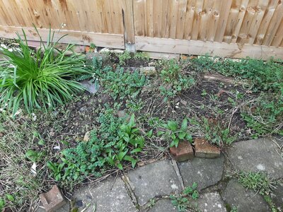 2022 March summer snowdrops, salad burnet and wild garlic.jpg