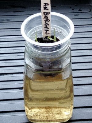 kratky 2.jpg