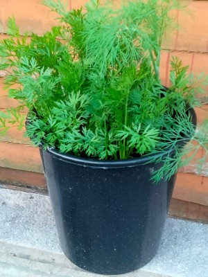 carrots.jpg