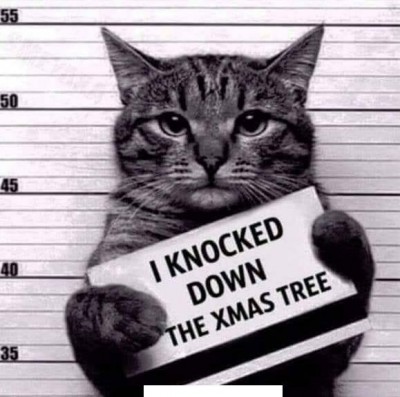 ABADCAT.jpg