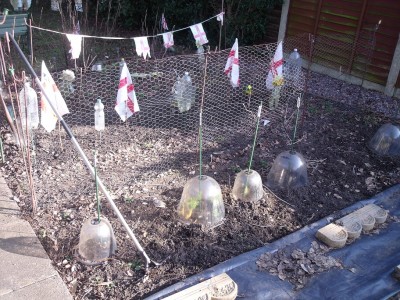 cloche with last year fennel.JPG