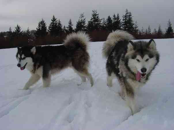 Sheba and Kyba aka mum and dad