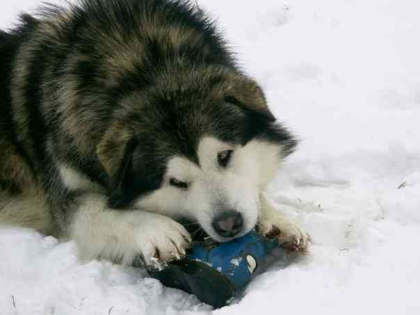 Zeus hunting a boot!!